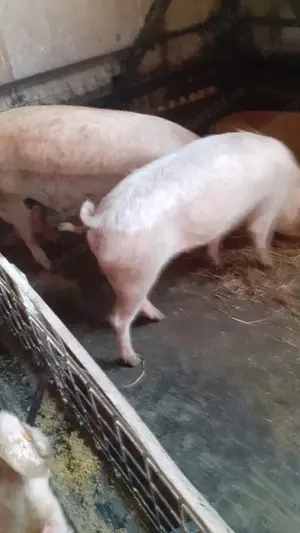 Vând porci, scroafe și purcei  - imagine 4