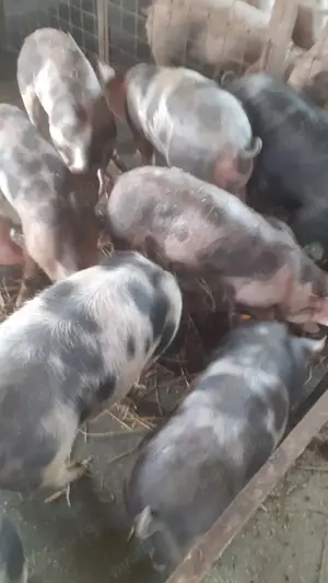 Vând porci, scroafe și purcei  - imagine 5