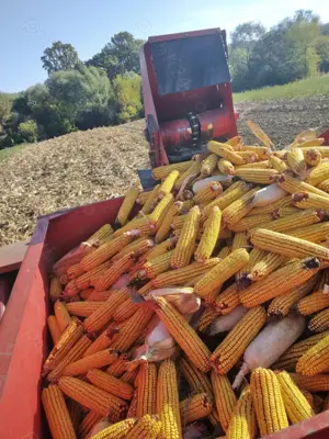 Culegatoare de porumb SIP Tornado 40 - imagine 3