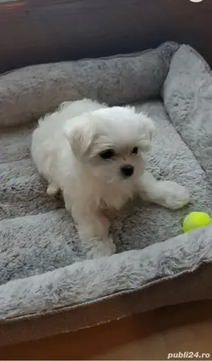 bichon maltez alb - imagine 2 bichon maltez alb - imagine 2