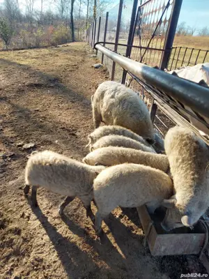 Purcei si porci Craciun mangalita