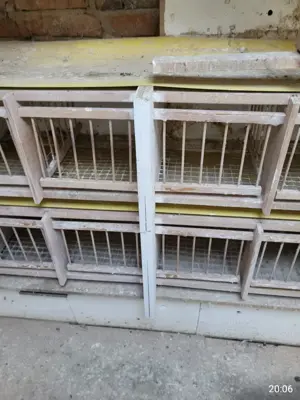 Boxe cu bandă pentru porumbei  - imagine 3