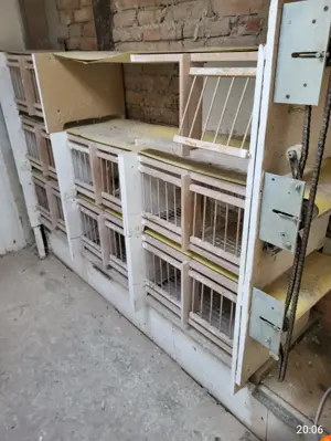 Boxe cu bandă pentru porumbei  - imagine 5