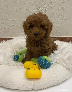 Catelusi Pudel  Poodel  Caniche red toy deosebiti