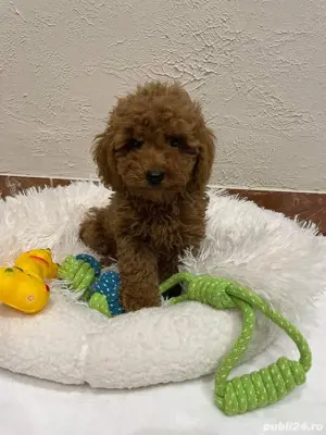 Catelusi Pudel  Poodel  Caniche red toy deosebiti - imagine 5