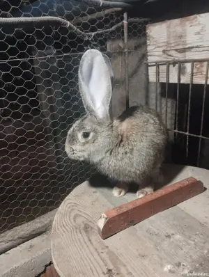 Masculi de vanzare - imagine 2