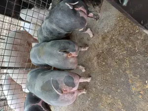 De vânzare metis pietrain pentru reproducere sau sacrificare rel la tel 