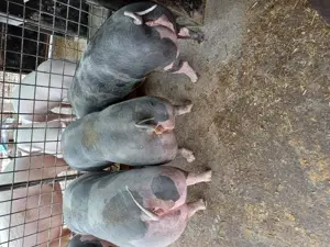 De vânzare metis pietrain pentru reproducere sau sacrificare rel la tel  - imagine 3