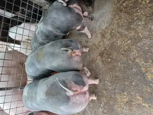 De vânzare metis pietrain pentru reproducere sau sacrificare rel la tel  - imagine 2