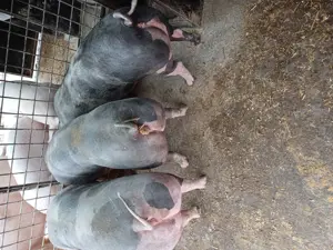 De vânzare metis pietrain pentru reproducere sau sacrificare rel la tel  - imagine 4