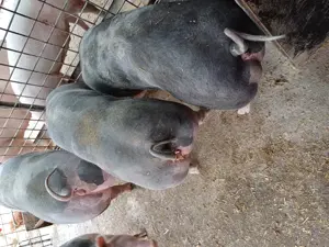 De vânzare metis pietrain pentru reproducere sau sacrificare rel la tel  - imagine 5