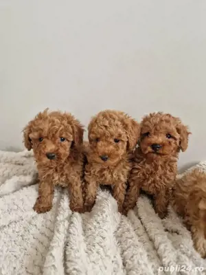 Pudel toy red si apricot - imagine 3