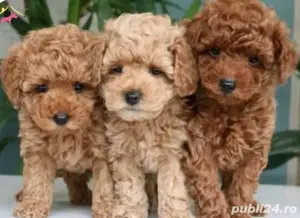 Pudel toy red si apricot