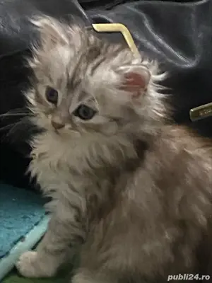 Norvegiana de padure ,fetita! - imagine 2