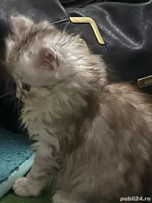 Norvegiana de padure ,fetita! - imagine 3