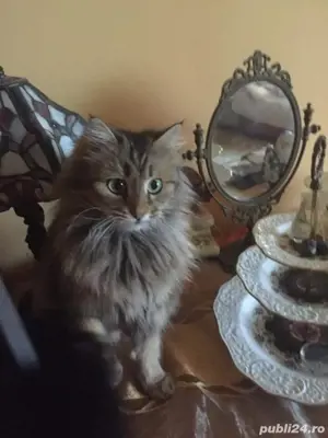 Norvegiana de padure ,fetita! - imagine 5