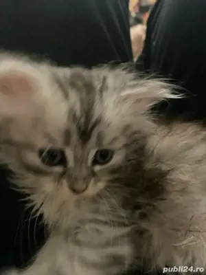 Norvegiana de padure ,fetita! - imagine 4