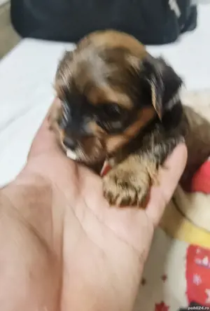 Yorkshire Terrier 4 luni - imagine 4