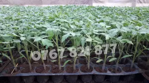 Vand Rasad Rosii Vinete Ardei Castraveti si alte Rasaduri Legume 2026