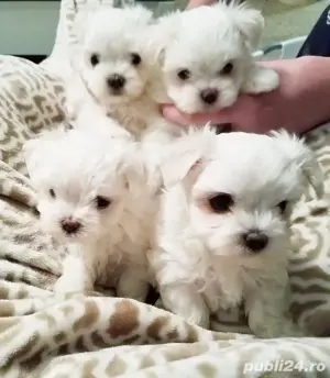 pui bichon maltese mini toy 