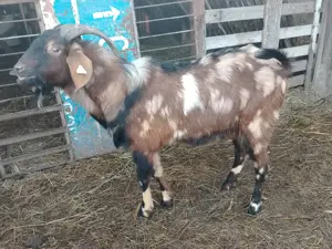 Țap anglonubian pătat 