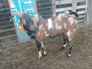 Țap anglonubian pătat  - imagine 3