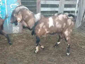 Țap anglonubian pătat  - imagine 2