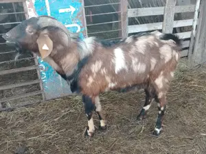 Țap anglonubian pătat  - imagine 4