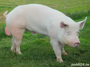 Monte artificiale scroafe si scrofite - imagine 3