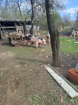 Porci grasi de vinzare