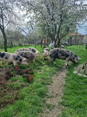 Porci grasi de vinzare - imagine 3