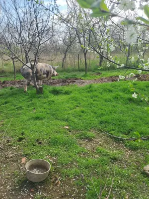 Porci grasi de vinzare - imagine 2