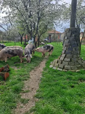 Porci grasi de vinzare - imagine 5