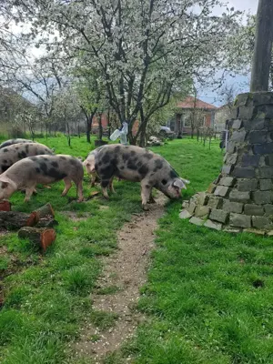 Porci grasi de vinzare - imagine 4