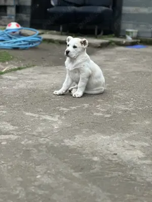 Ciobănesc Asia Centrală 