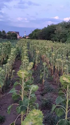 Vand teren intravilan Ilfov, Nuci, Merii Petchii - imagine 8