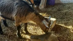 Vand capra pitica nigeriana gestanta - imagine 2