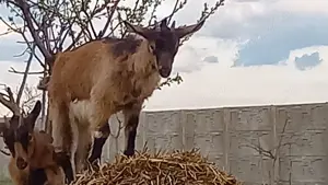 Vand capre alpine gestante