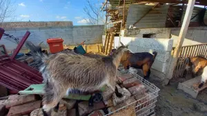 Vand capra pitica nigeriana gestanta - imagine 3