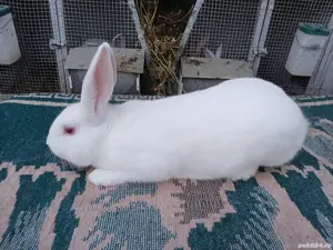 Iepuri hycole francez! - imagine 2