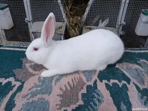 Iepuri hycole francez! - imagine 3