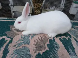 Iepuri hycole francez!