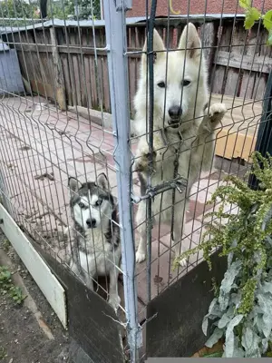 caini husky pereche - imagine 2