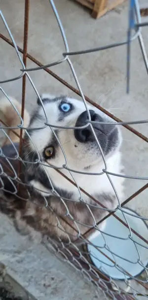 caini husky pereche - imagine 3