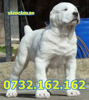 Firma Autorizata-Ciobanesc Asia Centrala Alabai-Genetic excelent-Vaccinat, Factura,Pasaport,Livrare - imagine 2