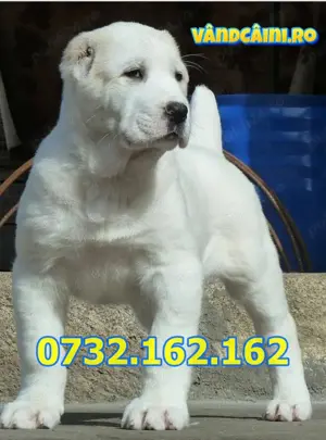 Firma Autorizata-Ciobanesc Asia Centrala Alabai-Genetic excelent-Vaccinat, Factura,Pasaport,Livrare