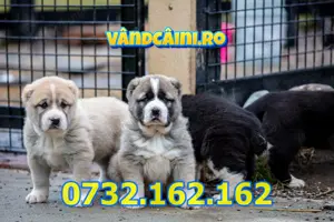 Firma Autorizata-Ciobanesc Asia Centrala Alabai-Genetic excelent-Vaccinat, Factura,Pasaport,Livrare - imagine 5