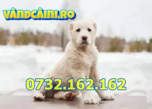 Firma Autorizata-Ciobanesc Asia Centrala Alabai-Genetic excelent-Vaccinat, Factura,Pasaport,Livrare - imagine 6