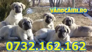 Firma Autorizata-Kangal de Vanzare cu Factura, Carnet,Microcip,Livrare in tara si la Bucuresti - imagine 2