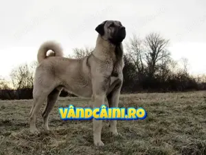 Firma Autorizata-Kangal de Vanzare cu Factura, Carnet,Microcip,Livrare in tara si la Bucuresti - imagine 3